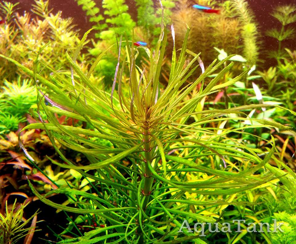Pogostemon Stellatus sp. Sri Lanka Long Leaf aquarium plant AquaTank